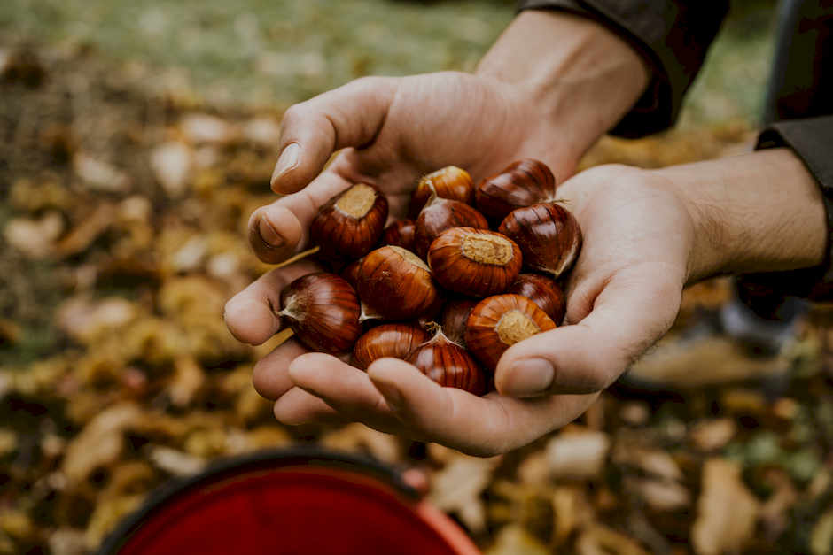 Recol&middot;lecci&oacute; de castanyes. Fusso_pics - Shutterstock