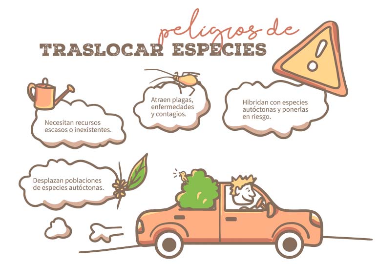 Traslocar especies
